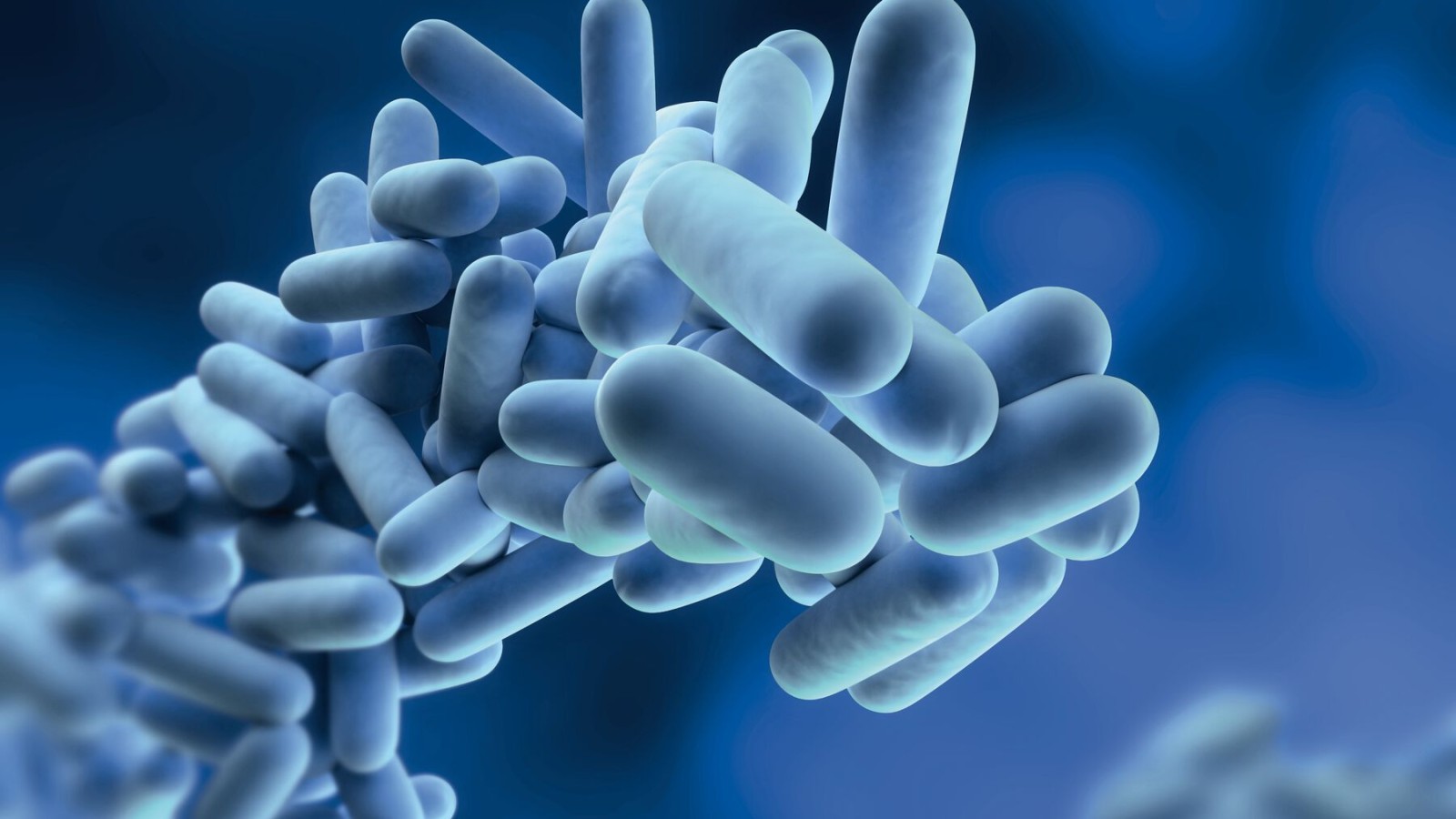 Legionella are bacteria that can multiply in drinking water Legionella are bacteria that can multiply in drinking water
