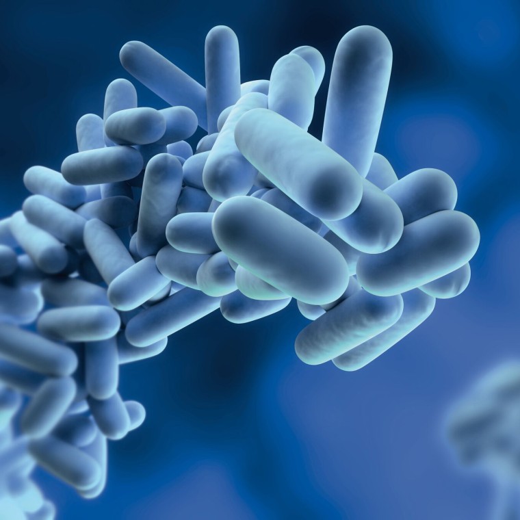 Legionella pneumophila