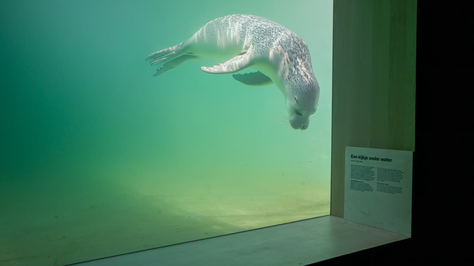 Injured or sick animals should be able to swim back into the wild as quickly as possible (© Tjeerd Visser) Injured or sick animals should be able to swim back into the wild as quickly as possible (© Tjeerd Visser)